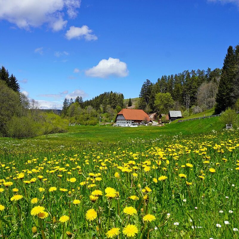 Tennenbronn Grenzwanderung Langenschiltach 10