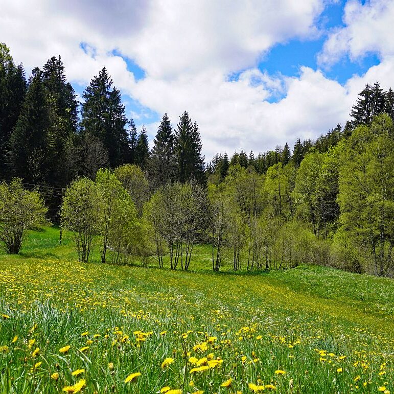 Tennenbronn Grenzwanderung Langenschiltach 11