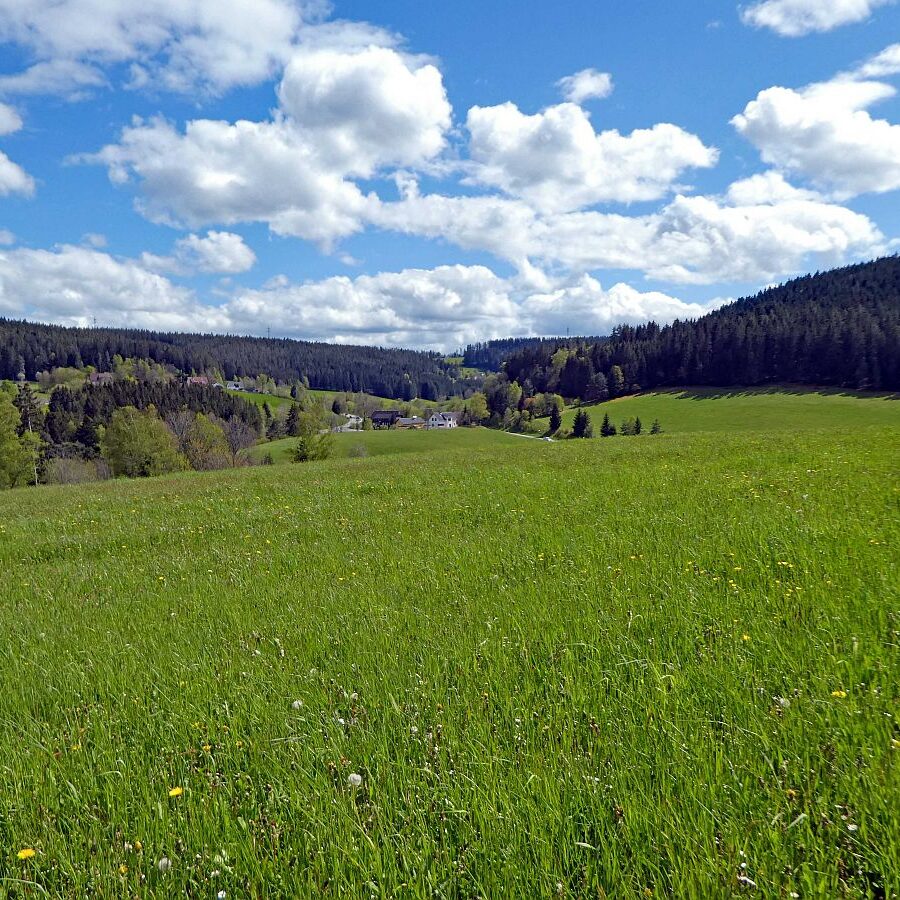 Tennenbronn Grenzwanderung Langenschiltach 13 1