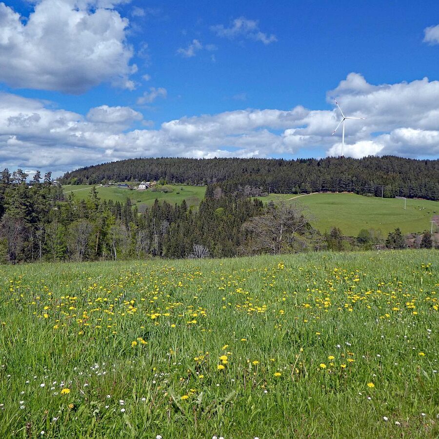 Tennenbronn Grenzwanderung Langenschiltach 15