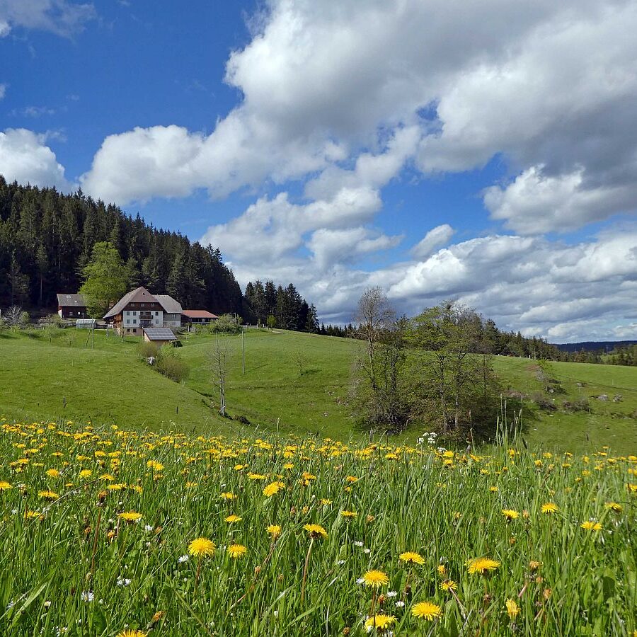 Tennenbronn Grenzwanderung Langenschiltach 16 1