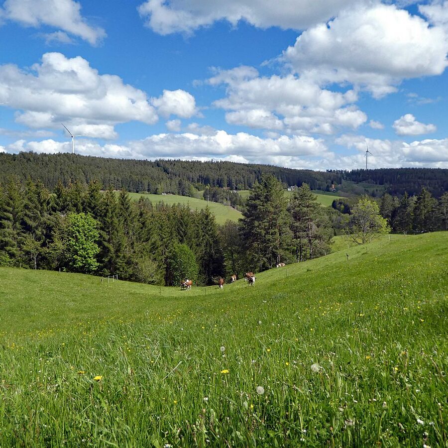 Tennenbronn Grenzwanderung Langenschiltach 20 1