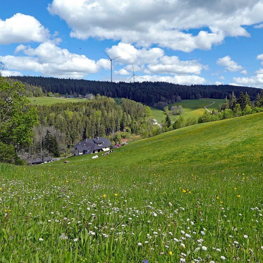 Tennenbronn Grenzwanderung Langenschiltach 21 1