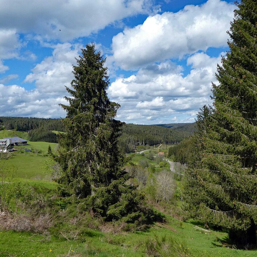 Tennenbronn Grenzwanderung Langenschiltach 22 1