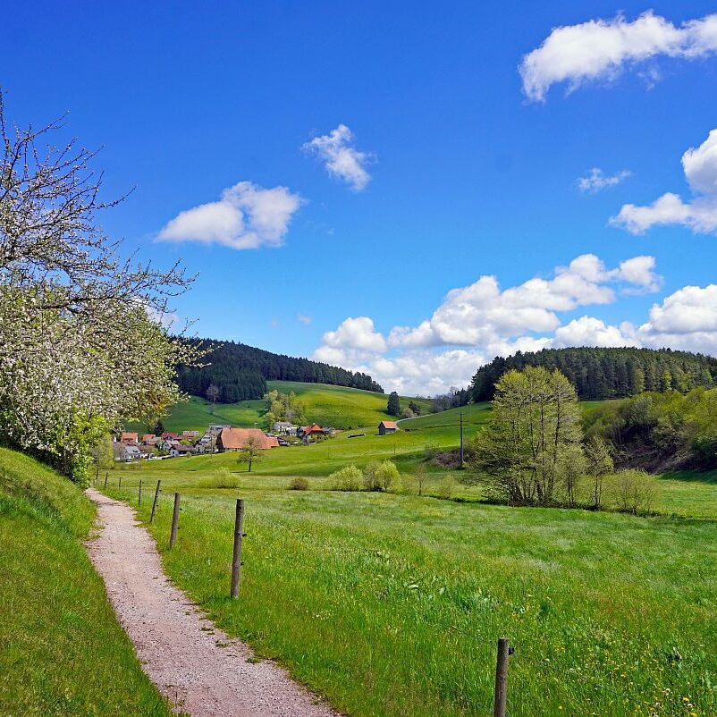 Tennenbronn Grenzwanderung Langenschiltach 29 1