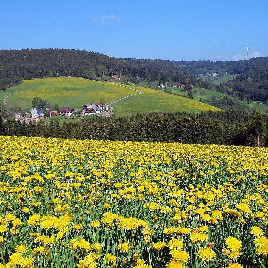 Tennenbronn Grenzwanderung Langenschiltach 6