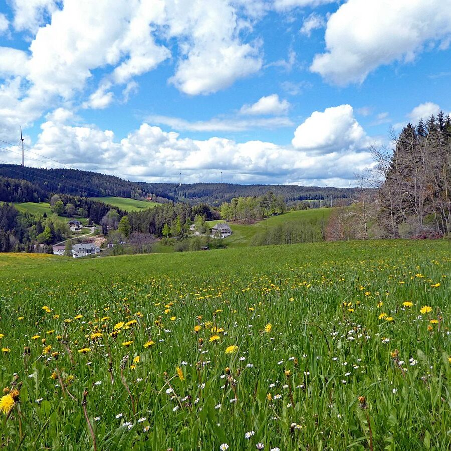 Tennenbronn Grenzwanderung Langenschiltach 9 1