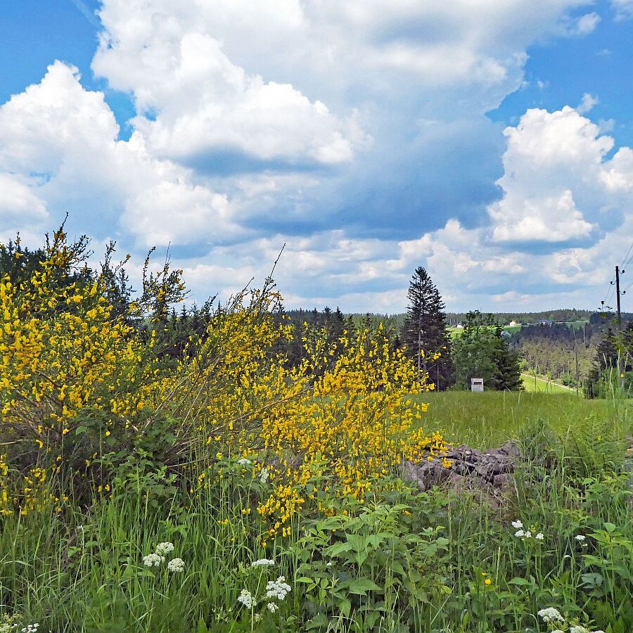 Auerhahnweg Tennenbronn 1