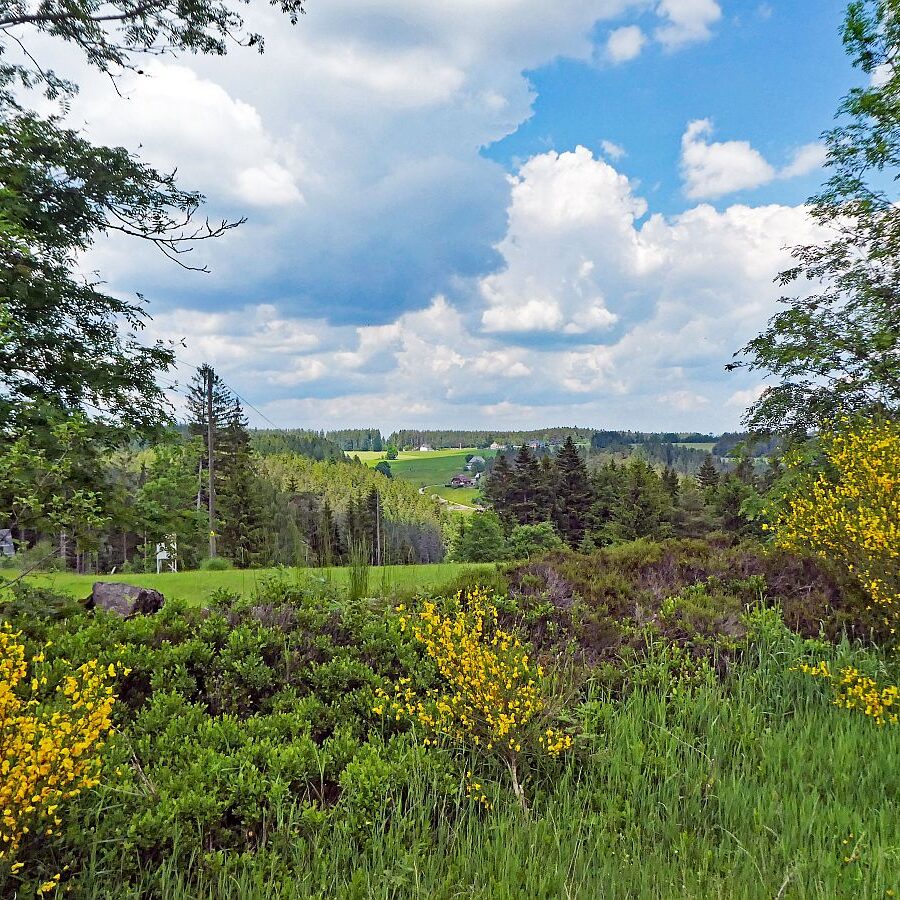 Auerhahnweg Tennenbronn 2