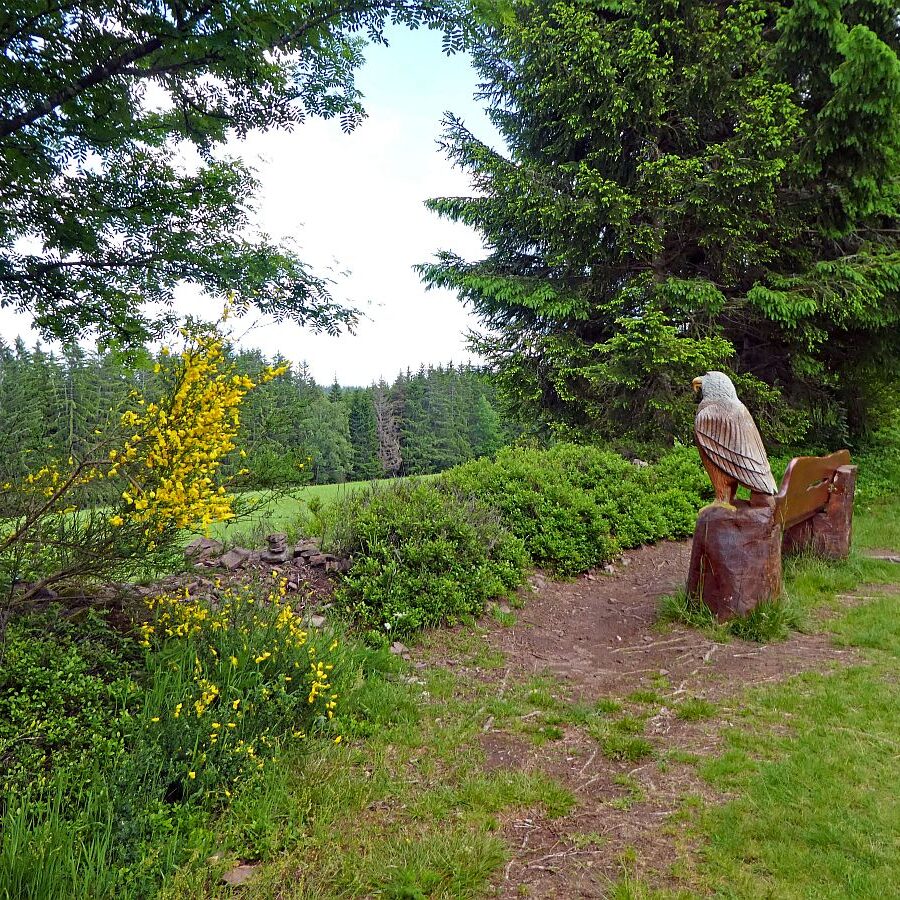 Auerhahnweg Tennenbronn 3
