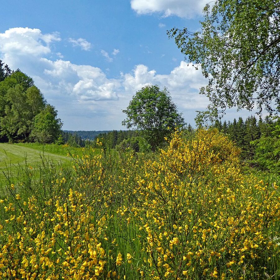 Auerhahnweg Tennenbronn 4