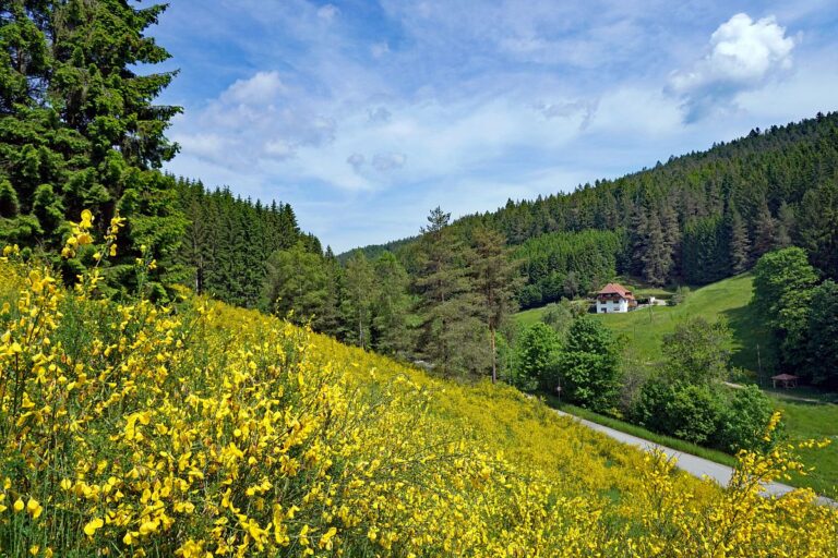 Ginster im Eichbachtal 1