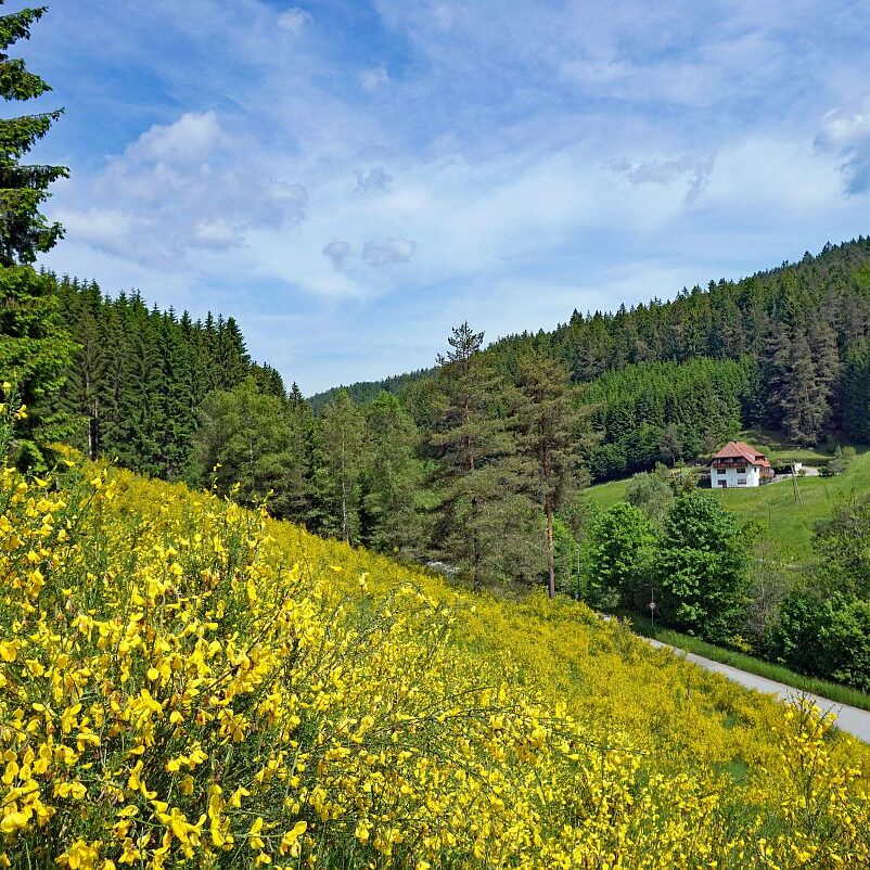 Ginster im Eichbachtal 1