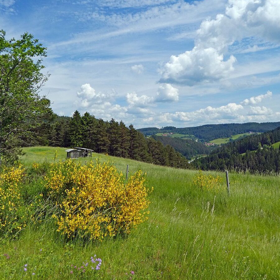 Ginster im Eichbachtal 10