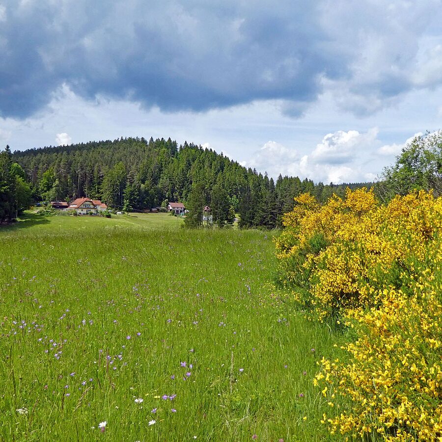 Ginster im Eichbachtal 11