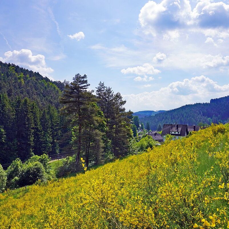 Ginster im Eichbachtal 4