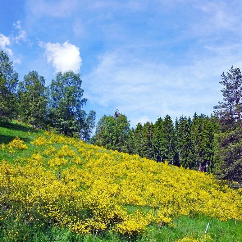 Ginster im Eichbachtal 5