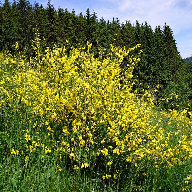 Ginster im Eichbachtal 6