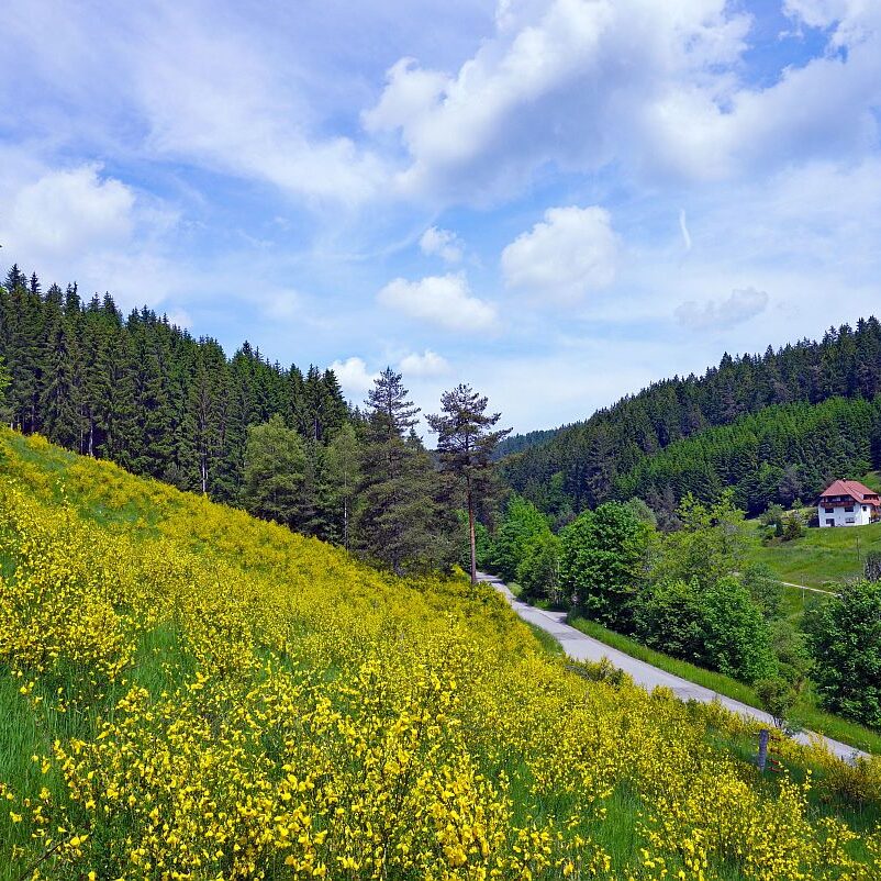 Ginster im Eichbachtal 7