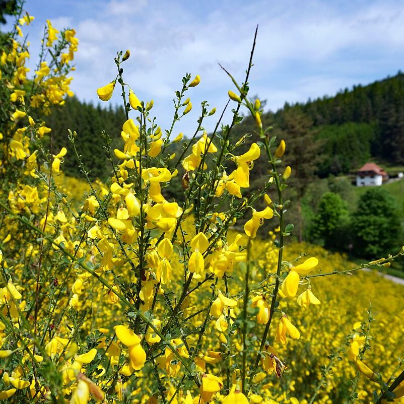 Ginster im Eichbachtal 8