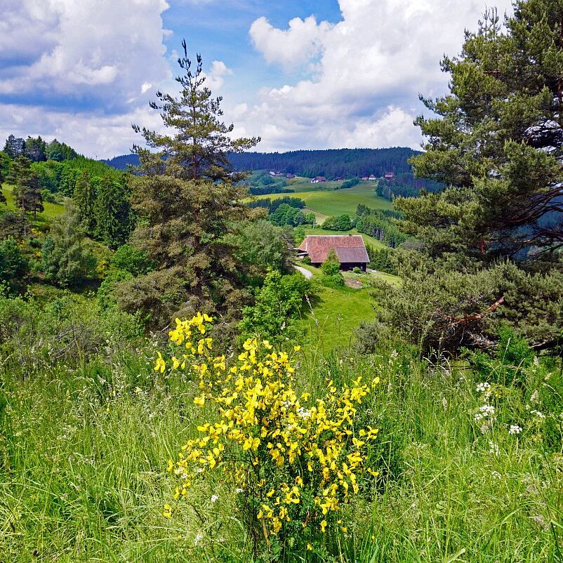 Ginster im Eichbachtal 9