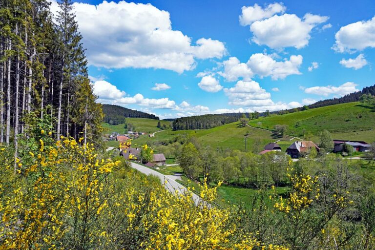 Ginsterbluete Tennenbronn 2021 1