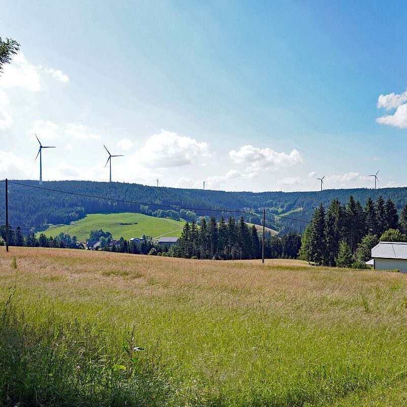 24 Kohlwald