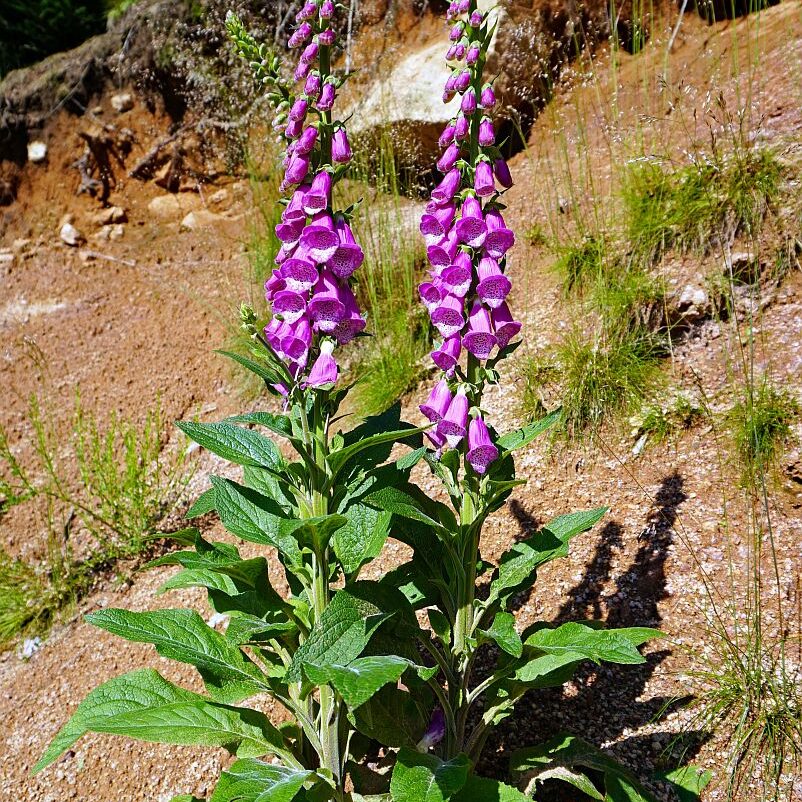 Fingerhut in Tennenbronn 1