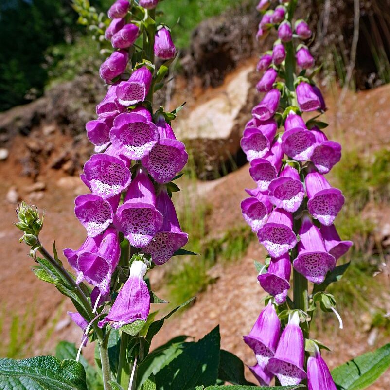 Fingerhut in Tennenbronn 2