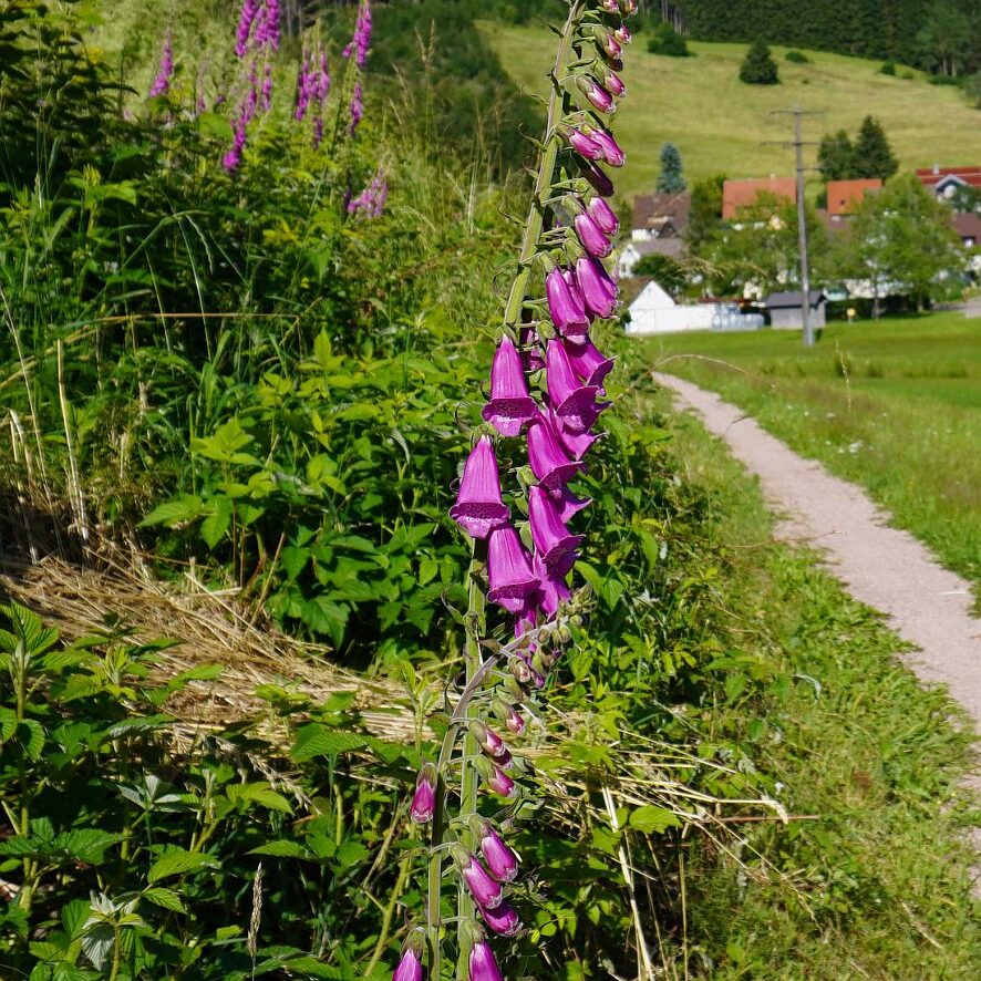 Fingerhut in Tennenbronn 3