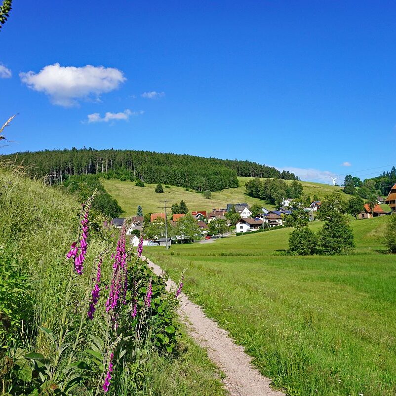 Fingerhut in Tennenbronn 4