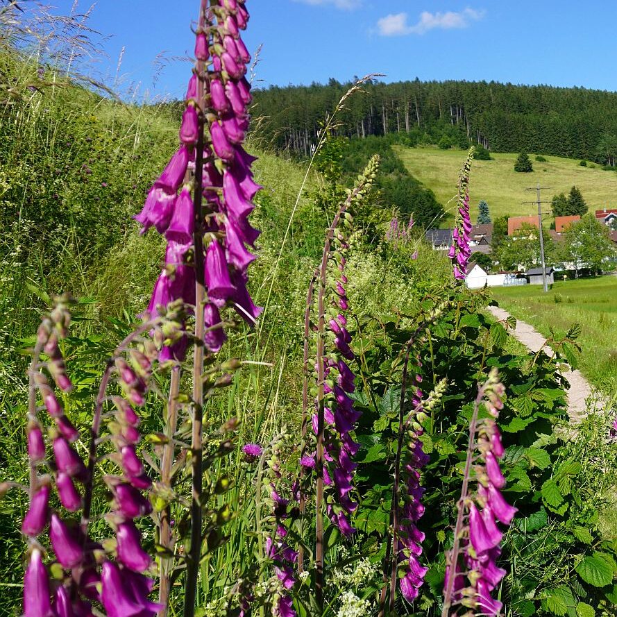 Fingerhut in Tennenbronn 5