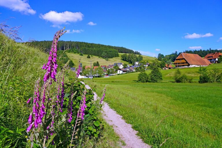 Fingerhut in Tennenbronn 6