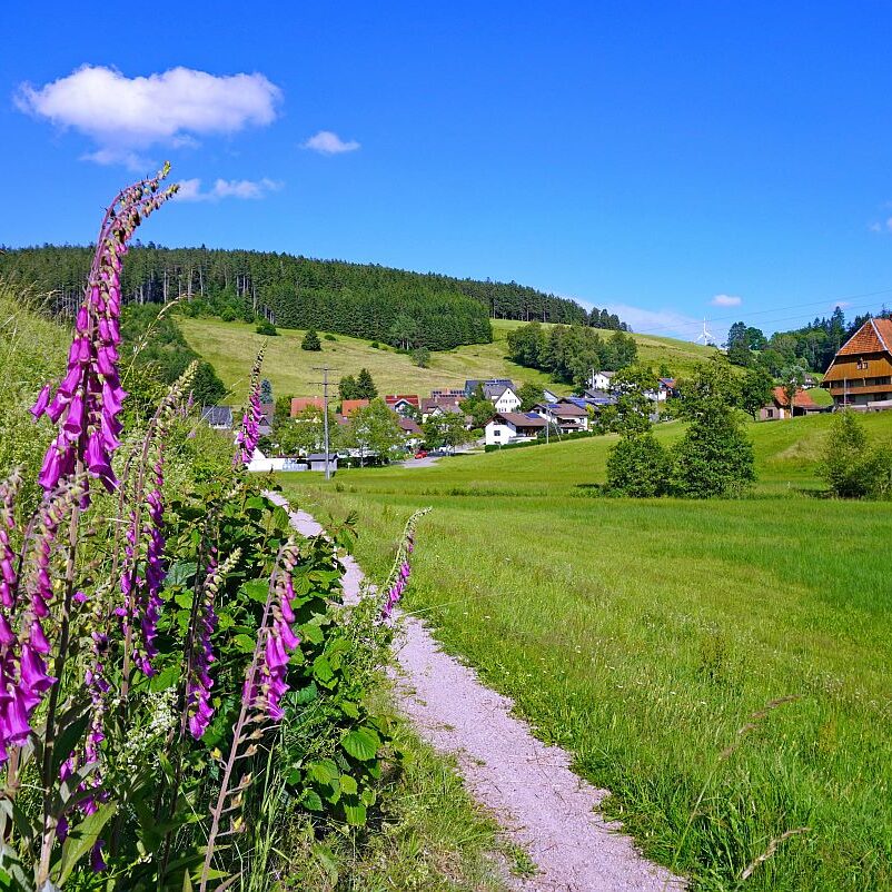 Fingerhut in Tennenbronn 6