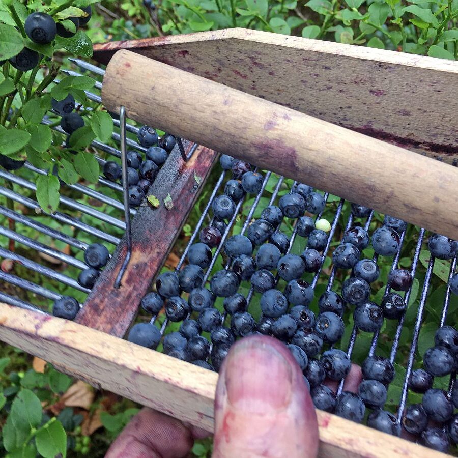 Heidelbeeren in Tennenbronn 2021 1
