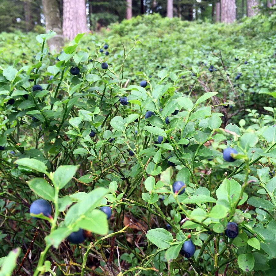 Heidelbeeren in Tennenbronn 2021 2
