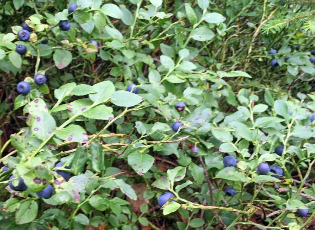 Heidelbeeren in Tennenbronn 2021 3