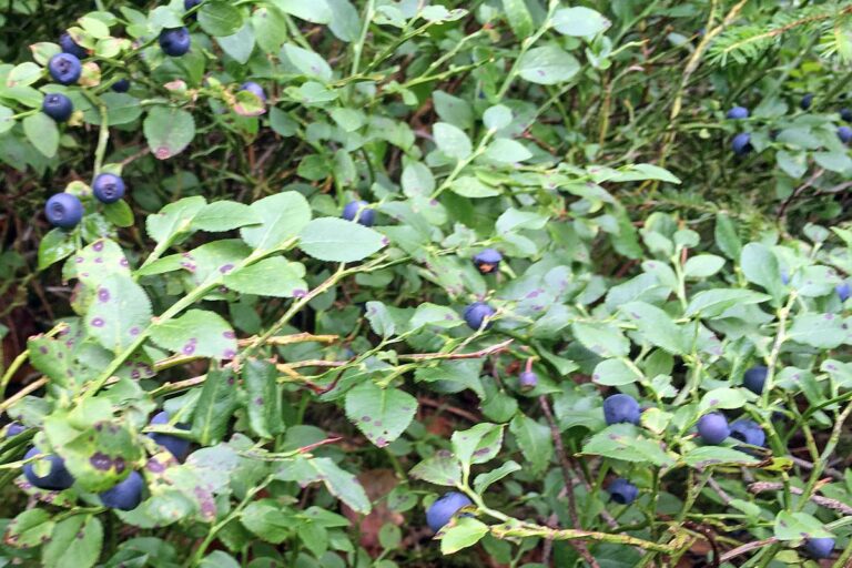 Heidelbeeren in Tennenbronn 2021 3