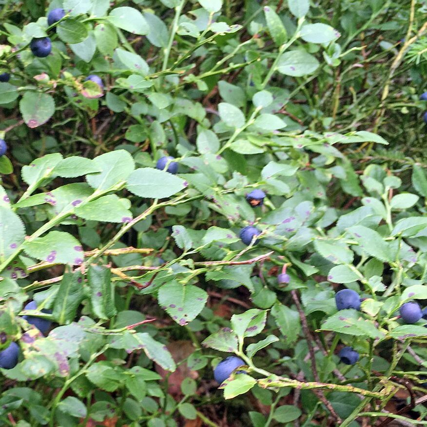 Heidelbeeren in Tennenbronn 2021 3