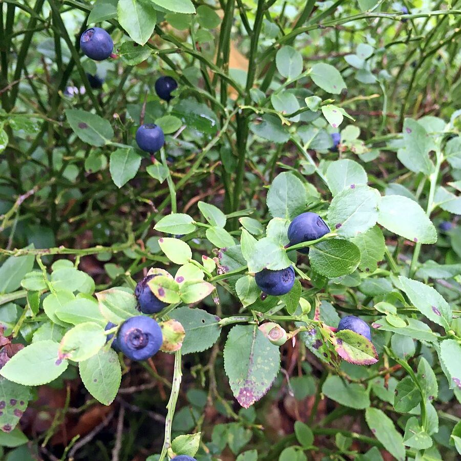 Heidelbeeren in Tennenbronn 2021 4