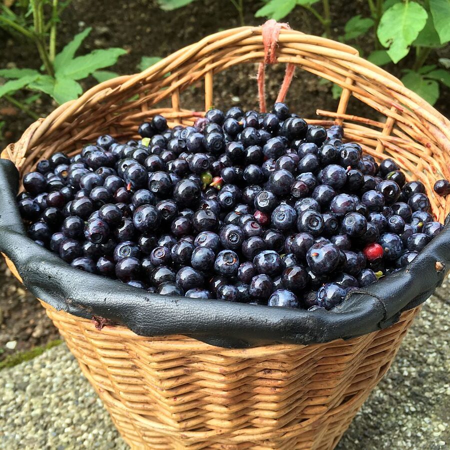 Heidelbeeren in Tennenbronn 2021 5