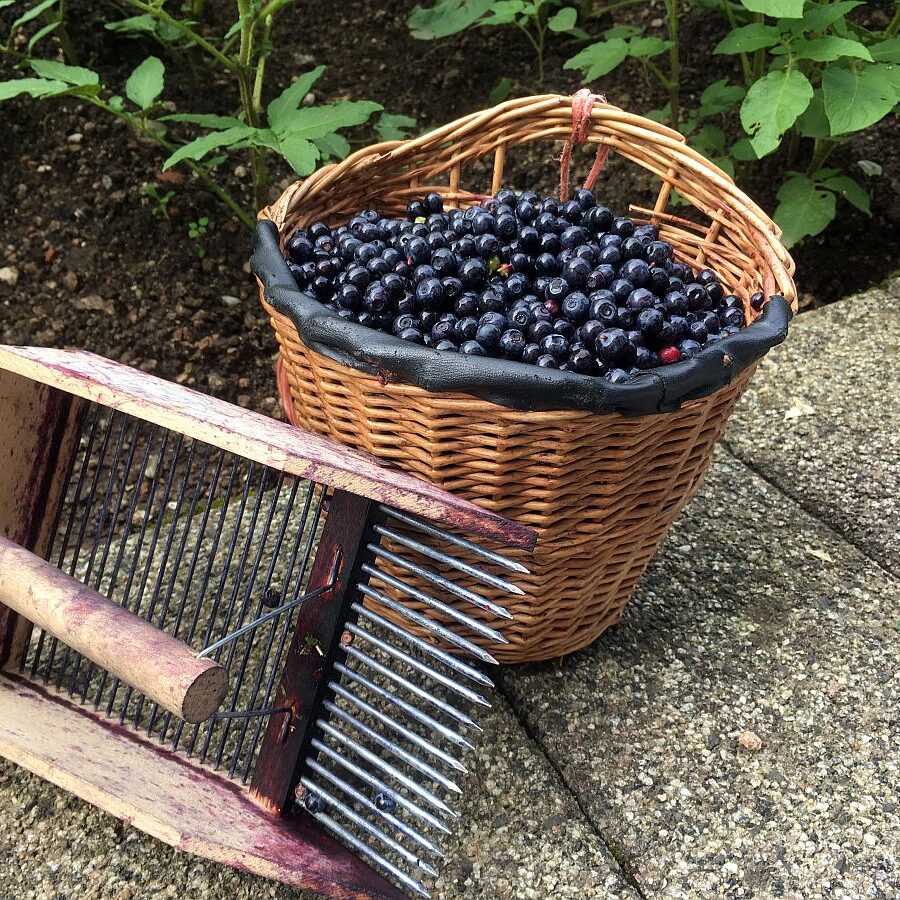 Heidelbeeren in Tennenbronn 2021 6