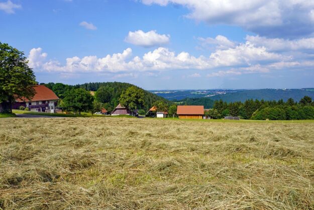 Heuernte Tennenbronn 2021 19