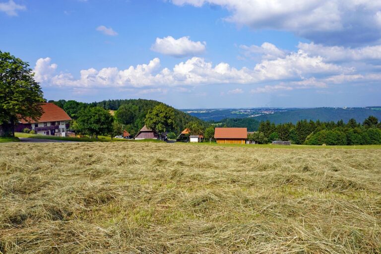 Heuernte Tennenbronn 2021 19