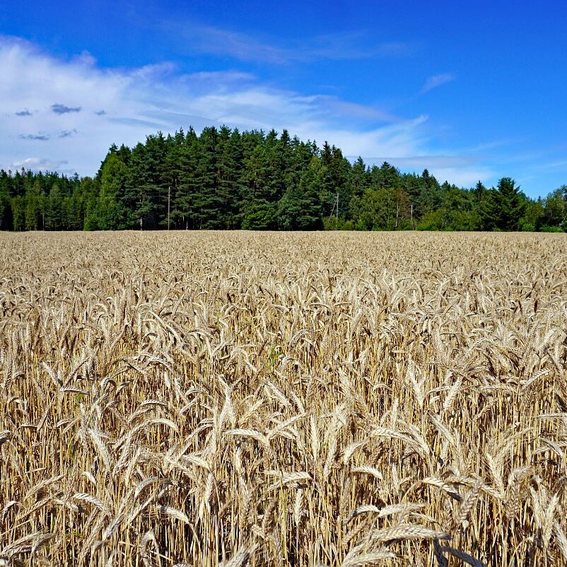 Getreide in Tennenbronn 1