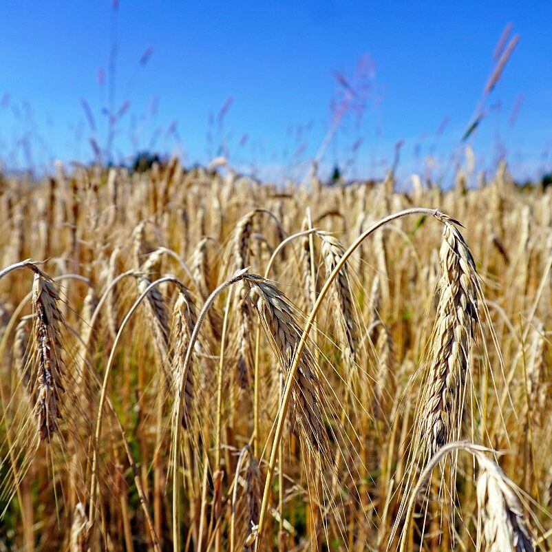 Getreide in Tennenbronn 10