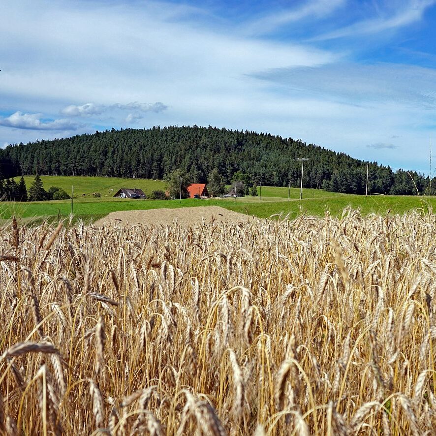 Getreide in Tennenbronn 12