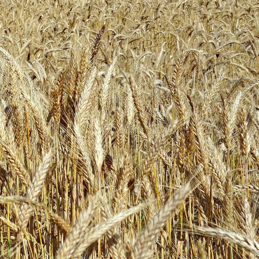 Getreide in Tennenbronn 2