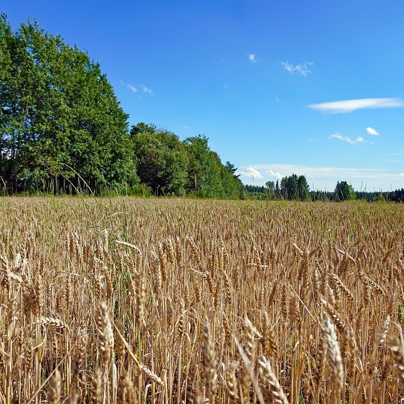 Getreide in Tennenbronn 3