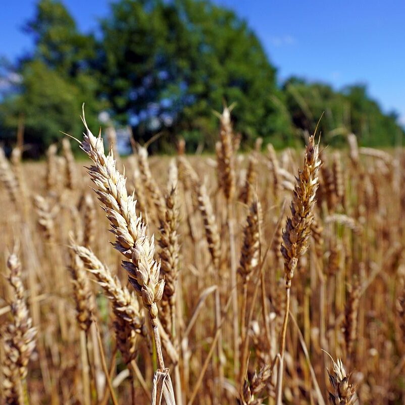 Getreide in Tennenbronn 4